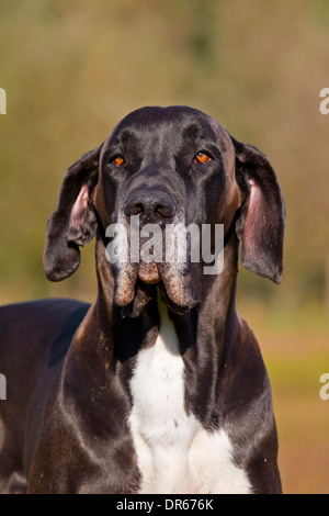 Nahaufnahme von Dogge / Deutsche Dogge / Deutsche Dogge, eines der weltweit größten Hund Rassen Stockfoto