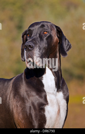 Nahaufnahme von Dogge / Deutsche Dogge / Deutsche Dogge, eines der weltweit größten Hund Rassen Stockfoto