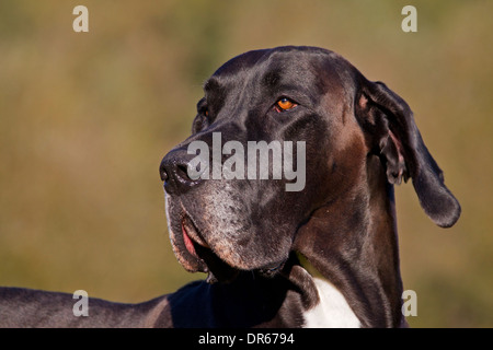 Nahaufnahme von Dogge / Deutsche Dogge / Deutsche Dogge, eines der weltweit größten Hund Rassen Stockfoto