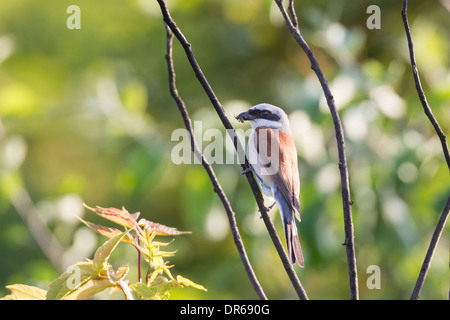 Neuntoeter Red backed Shrike Neuntöter Lanius collurio Stockfoto