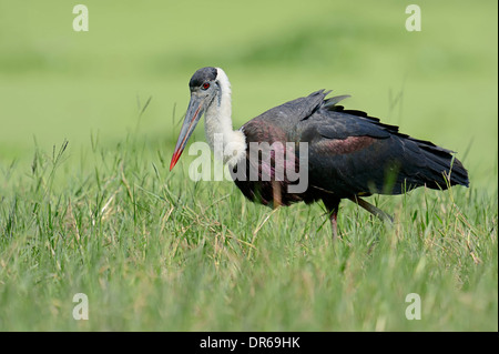 Wollig-necked Storch (Ciconia Episcopus Episcopus), Keoladeo Ghana Nationalpark, Rajasthan, Indien Stockfoto