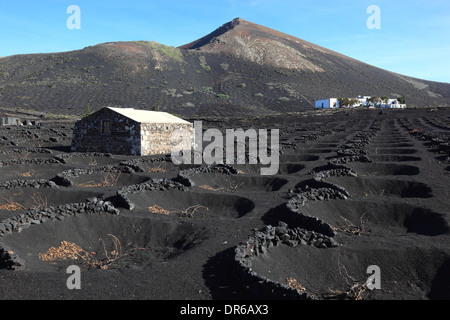 Anbau von Wein in La Geria, Lanzarote, Kanarische Inseln, Kanaren, Spanien Stockfoto