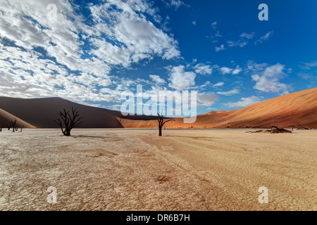 Toten Camelthorn Bäume Stockfoto