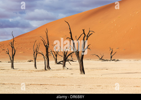 Toten Camelthorn Bäume Stockfoto