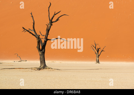 Toten Camelthorn Bäume Stockfoto