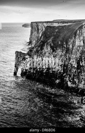 Reiner Tropfen des Bempton Cliffs RSPB-Standorts an der Ostküste Englands Stockfoto