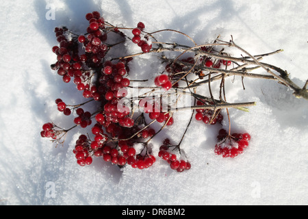 rote reife Beeren von Viburnum auf dem reinen Schnee eingefroren Stockfoto