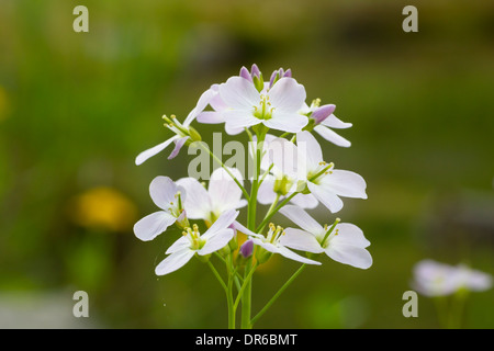 Cardamine Pratensis Kuckuck Blume Wiesen Schaumkraut Stockfoto