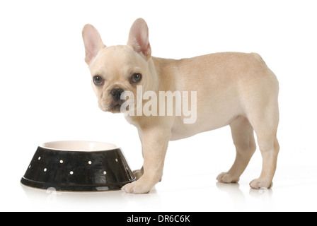 Hund Essen - französische Bulldogge Welpen Essen aus einer Schüssel isoliert auf weißem Hintergrund Stockfoto