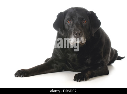 Senior Hund - schwarze Labrador Retriever Festlegung Blick auf Viewer isoliert auf weißem Hintergrund Stockfoto