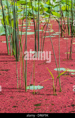 Teich mit Moos und Schilf Stockfoto