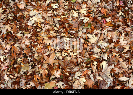 Teppich Herbst Laub bedeckt den Boden Stockfoto