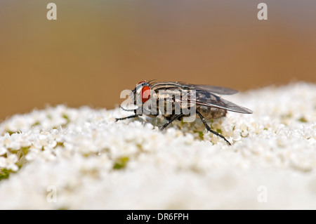 Haus fliegen auf Blume Stockfoto