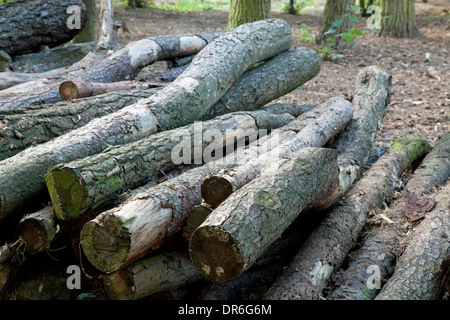 Verfallende Protokolle liegen im Wald Stockfoto