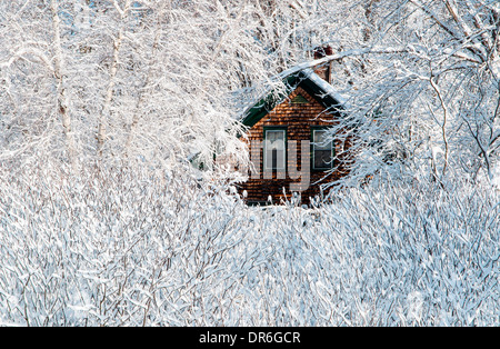 Verschneite Büsche und Bäume umgeben Holz geschuppt Kabine nach dem Winter Storm in Neu-England. Stockfoto