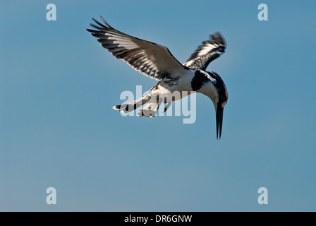 Pied Kingfisher schwebt in der Luft, Stockfoto