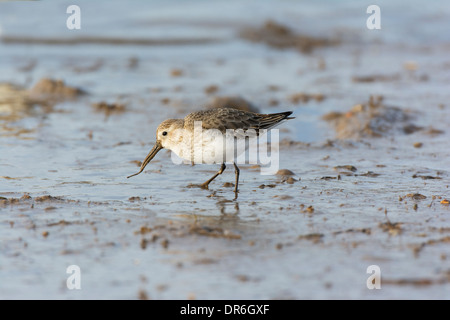 Alpenstrandläufer (Calidris Alpina), Fütterung auf Gezeiten Wattenmeer, Stockfoto