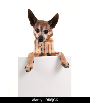 Cute Chihuahua auf einem isolierten weißen Hintergrund mit einem Schild Stockfoto