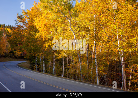 Herbstfarbe entlang der Fahrbahn zu Cadillac Mountain, Acadia National Park, Maine, USA Stockfoto
