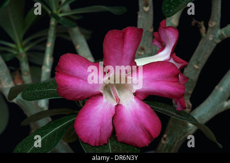 Wüstenrose (Adenium Obesum) Stockfoto