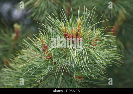 Koreanische oder Manchurian Kiefer (Pinus Koraiensis) Stockfoto