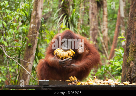 Bornean Orang-Utan-Mutter hält ein Baby mit Bananen im Mund auf einer Plattform an der Camp-Leakey-Fütterungsstation. Pongo Pygmaeus Stockfoto