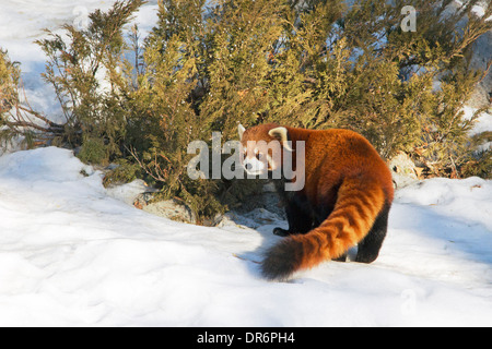 Roter Panda (Ailurus fulgens) auf Schnee im Winter Stockfoto