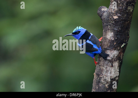 Männlicher Rotbein-Honigkriecher (Cyanerpes cyaneus) auf einem Ast in der Provinz Alajuela im Norden Costa Ricas Stockfoto