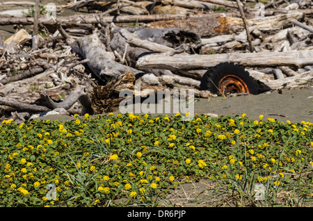 Abronia Latifolia wachsen an der Küste von Oregon in der Nähe Müll abgeladen am Strand. Brookings, Oregon Stockfoto