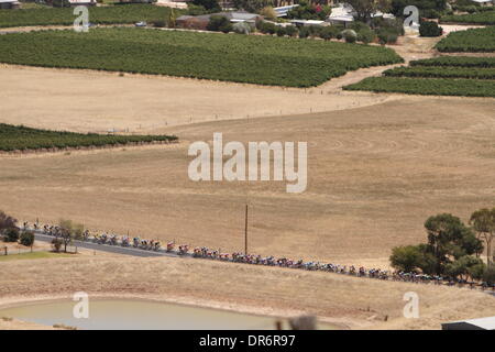 Barossa Valley, Australien. 21. Januar 2014. Kredit-Hauptfeld zu Beginn des Aufstiegs der Mengler Hill König des Berges in Phase 1 der Santos Tour Down Under 2014 aus Nurioopta, Angaston, Süd Australien am 21. Januar 2014: Peter Mundy/Alamy Live News Stockfoto