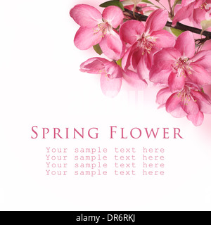 Apple Blume Blüte auf weißem Hintergrund Stockfoto