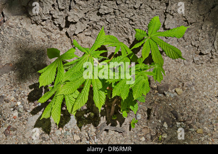 Junge Rosskastanie Bäume im Busen des Baumes Stockfoto