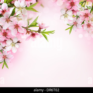 Pfirsich Blume Blüte auf rosa Hintergrund Stockfoto