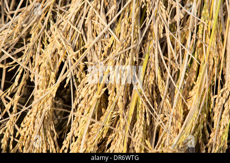 Reis geerntet, und bereit zur Abholung in einem Reisfeld in Sunderbans, Ganges, Delta, Indien. Stockfoto