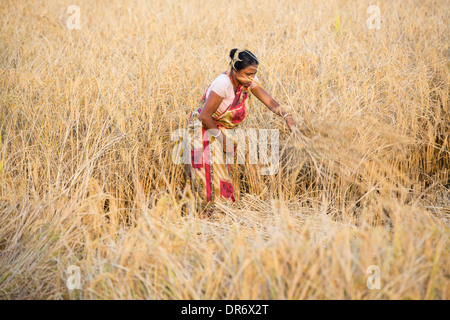 Reis in den Sunderbans, Ganges, Delta, Indien von Hand geerntet. Stockfoto