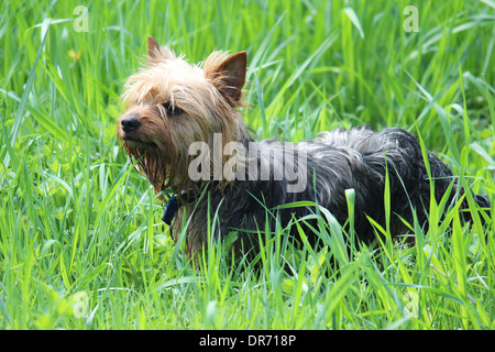 ungepflegt Stockfoto