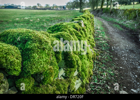 Trockenmauer mit Moos bedeckt Stockfoto