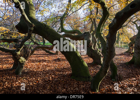 Süntelbuche in Niedersachsen Suentel Buche Deutschland Stockfoto