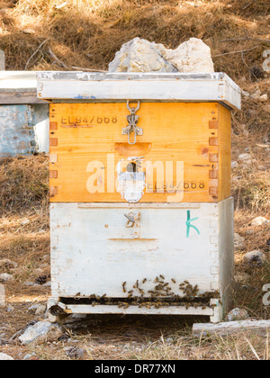 Hölzerne künstlichen Honig-Boxen in den Bergen der Insel Kreta, Griechenland. Biologischer Honig-Produktion. Stockfoto