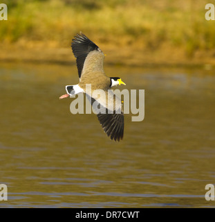 Maskierte Kiebitz (Vanellus Miles), New-South.Wales, NSW, Australien Stockfoto