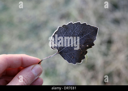 Finger sanft halten Wunder eingefroren Blatt, der Natur & Naturform, Winterfrost, Suffolk, UK Stockfoto