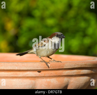 Männlicher Haussperling (Passer Domesticus) - New South Wales - Australia Stockfoto