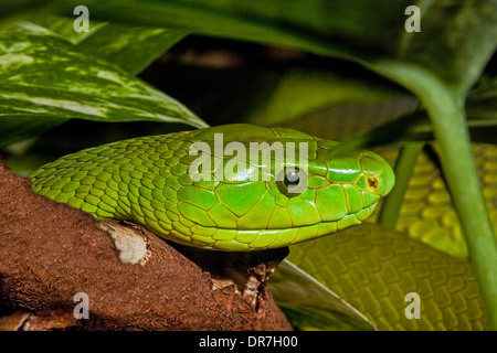 Östlichen grüne Mamba Stockfoto