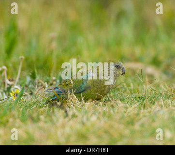 Weibliche Red rumped Papagei (Psephotus Haematonotus), New-South.Wales, Australien Stockfoto