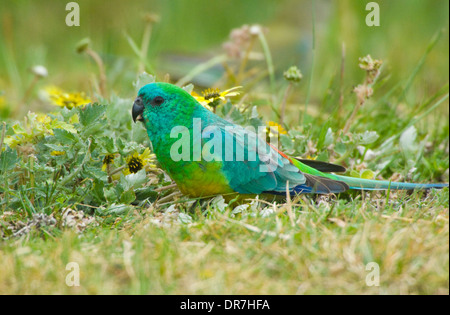 Männliche Red rumped Papagei (Psephotus Haematonotus), New-South.Wales, Australien Stockfoto