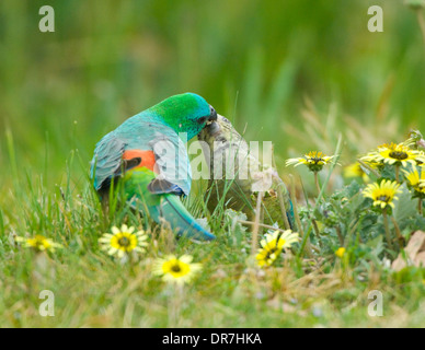 Männliche Red rumped Papagei (Psephotus Haematonotus), New-South.Wales, Australien Stockfoto