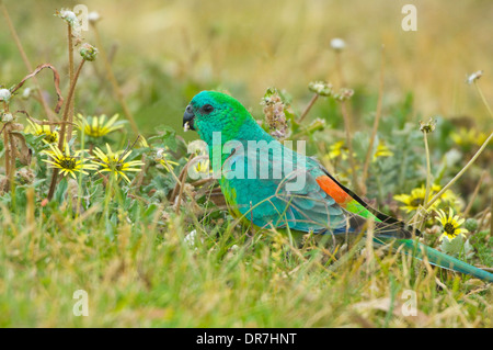 Männliche Red rumped Papagei (Psephotus Haematonotus), New-South.Wales, Australien Stockfoto