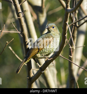 Weibliche Satin Bower Vogel (Ptilonorhynchus Violaceus) - New South Wales - Australia Stockfoto