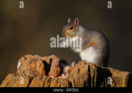 Eine graue Eichhörnchen sitzend auf einem Baumstumpf UK Stockfoto