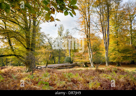 Herbst im New Forest in Bolderwood Stockfoto